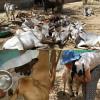 Animal aid with Fabiola